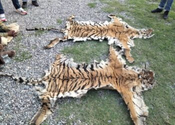 टाइगर का शिकार करने वाले 4 वन्य जीव तस्कर गिरफ्तार