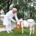 श्री गुरु राम राय विश्वविद्यालय में पहुंचीदुनिया की सबसे छोटी नस्ल की नैनो गाय